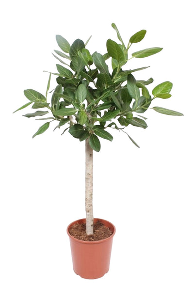Ficus Benghalensis_0