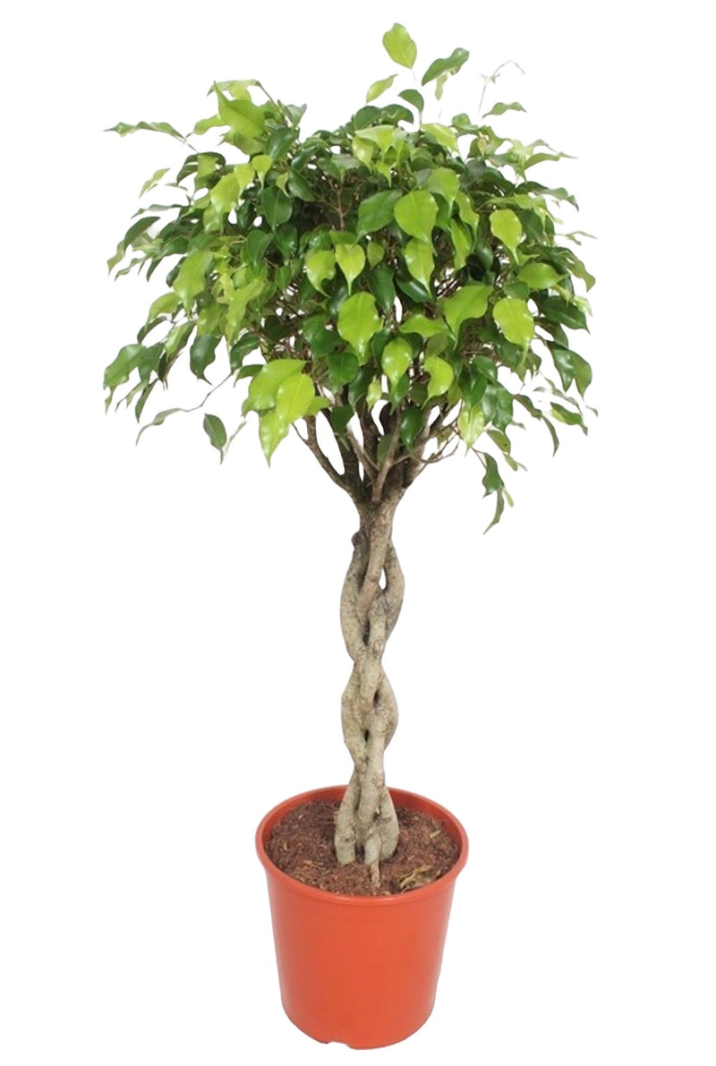 Ficus Exotica_0