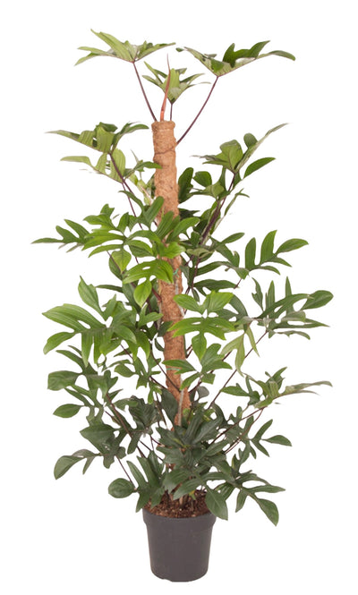 Philodendron Pedatum (met mosstok)_0