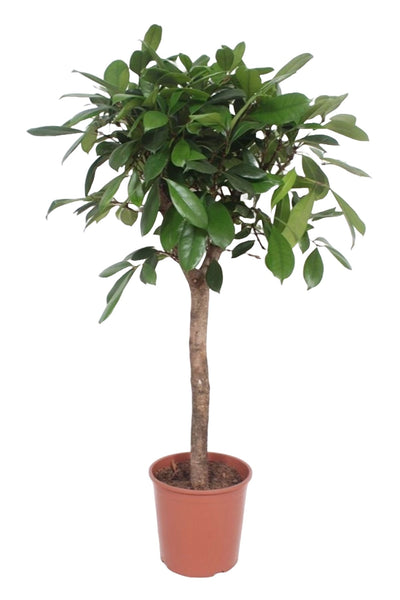 Ficus Cyathistipula_0