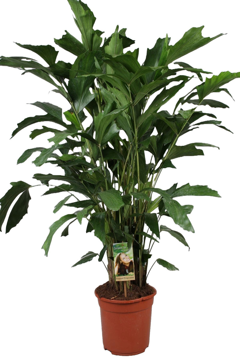 Caryota mitis_0