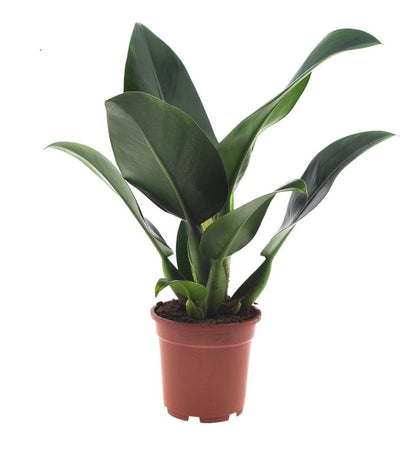 Philodendron Pacova_0