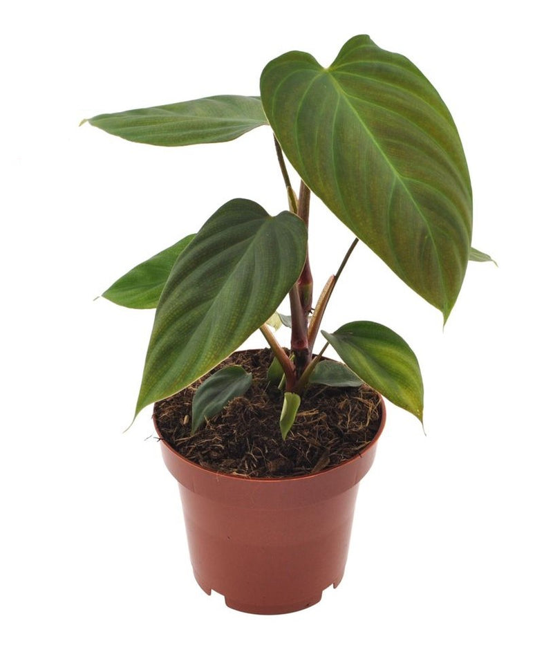 Philodendron Nangaritens_0