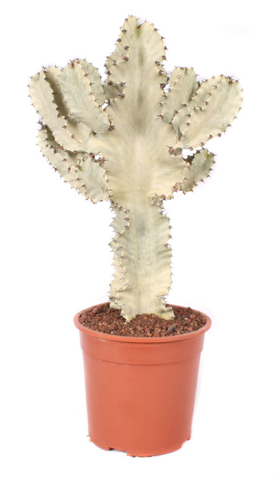Euphorbia ingens marmorata_0