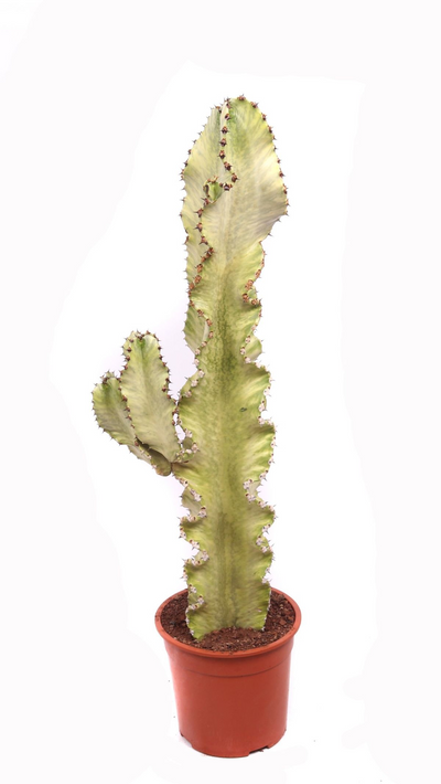 Euphorbia erytrea variegata_0
