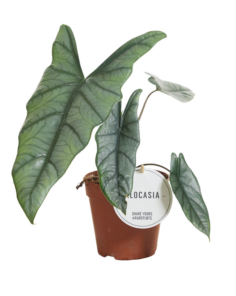 Alocasia Heterophilla_0