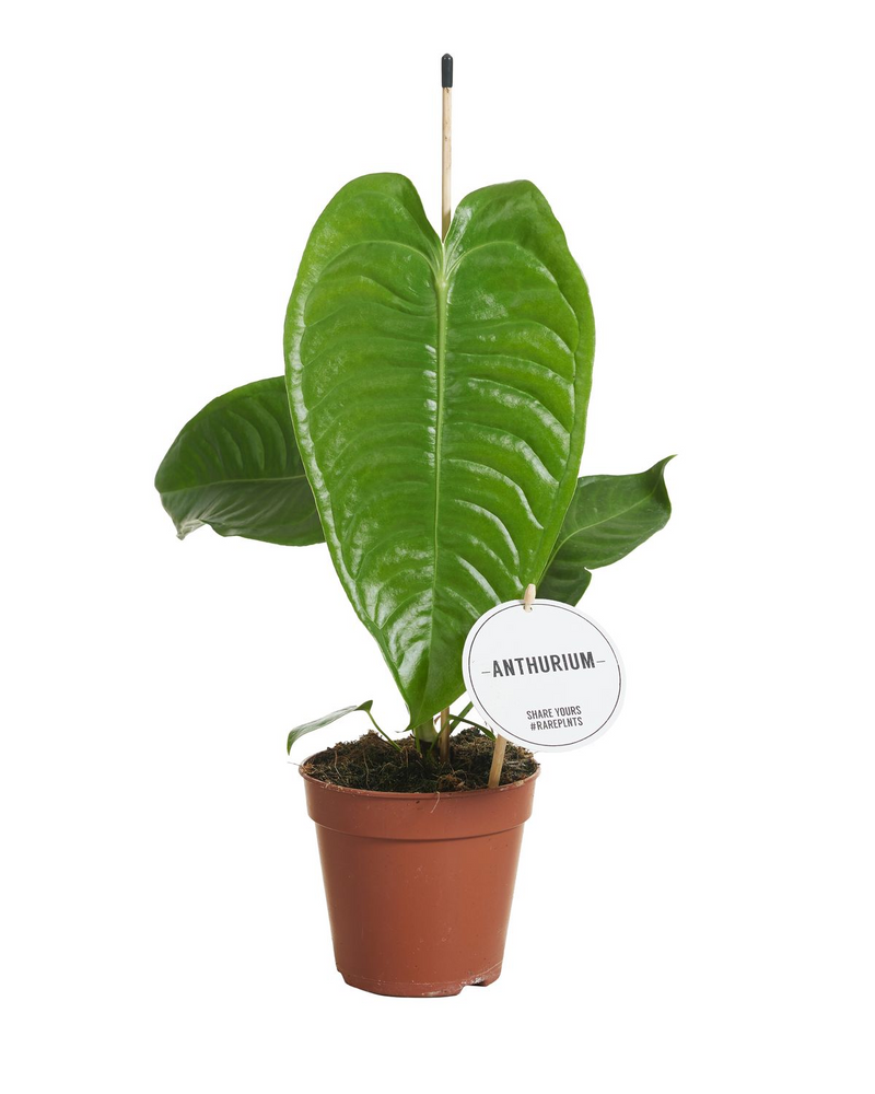 Anthurium Veitchii_0