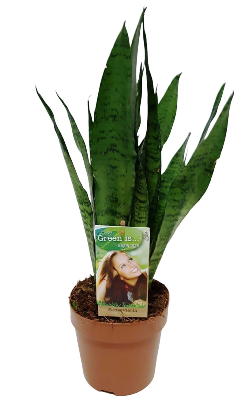 Sansevieria Zeylanica_0