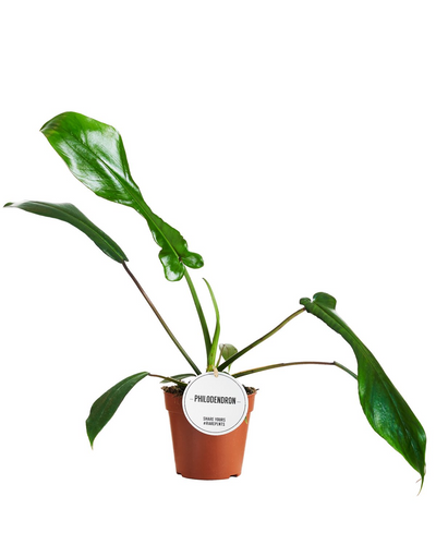 Philodendron Joepii_0