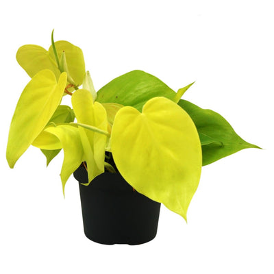 Philodendron Lime_0