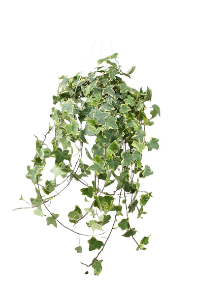 Hedera helix Gold Child_0