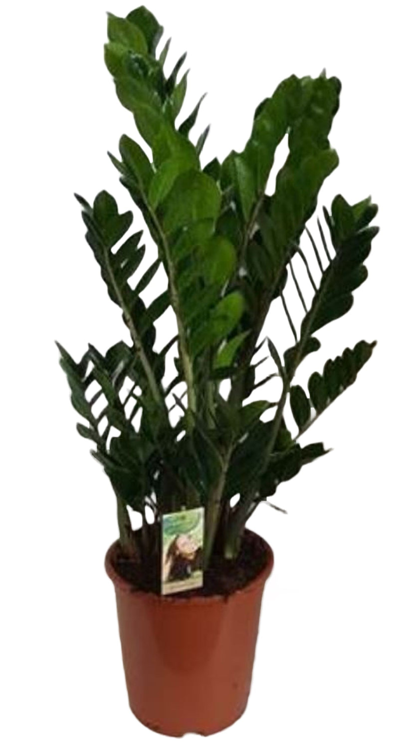 Zamioculcas zamiifolia_0