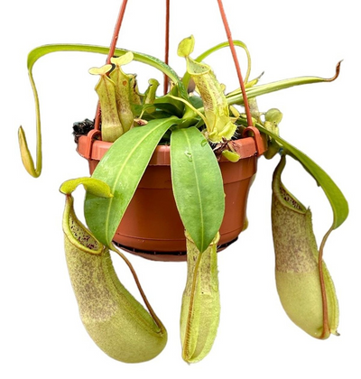 Nepenthes Monkey Jars Loes_0