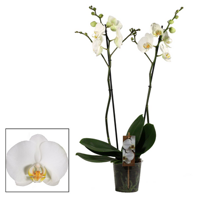 12cm Phalaenopsis 2 tak wit_0