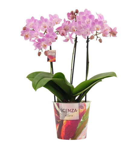 Phalaenopsis dazzling Cotton Candy 3-4 tak (Scenza)_0