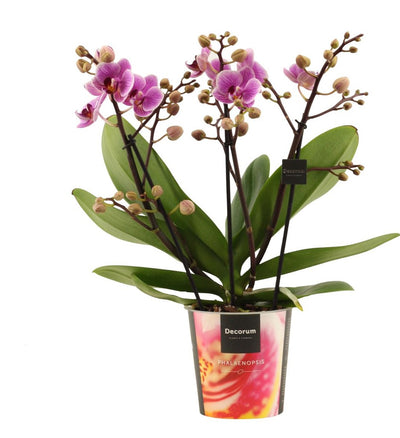 Phalaenopsis dazzling Diva 3-4 tak_0