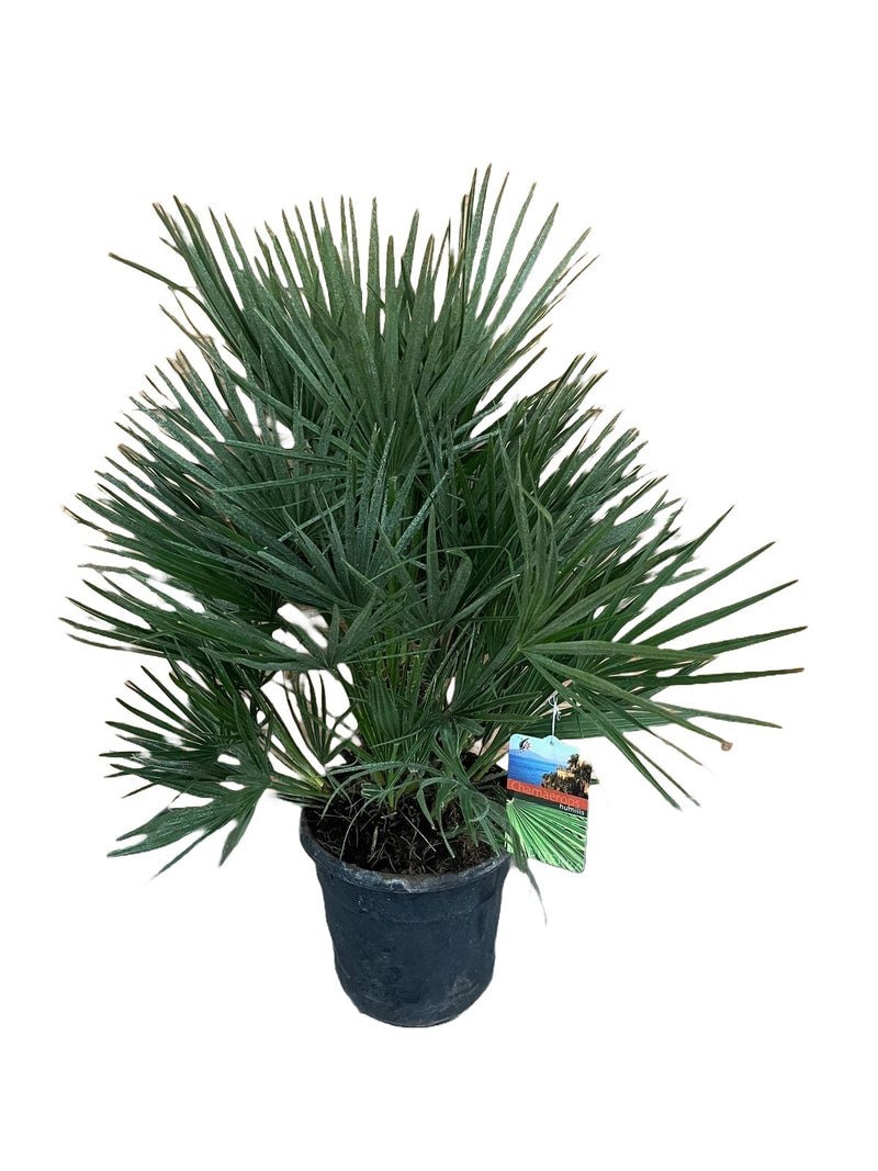 Chamaerops humilis_0