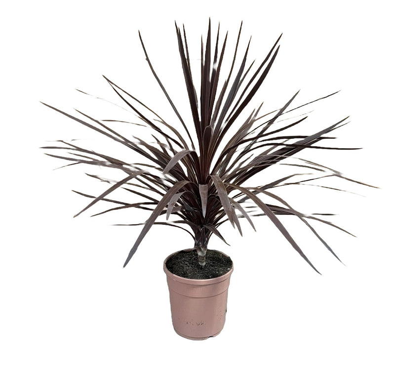 Cordyline australis red star_0