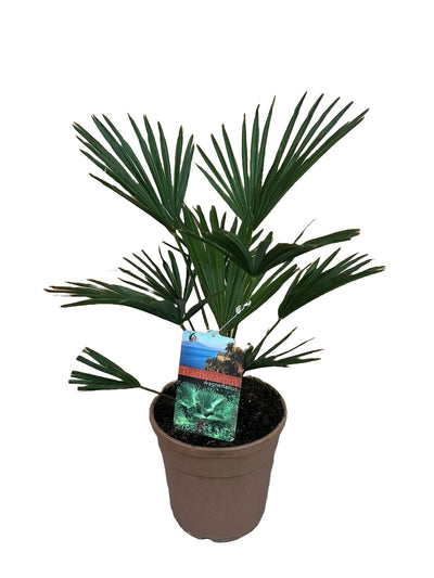 Trachycarpus wagnerianus_0