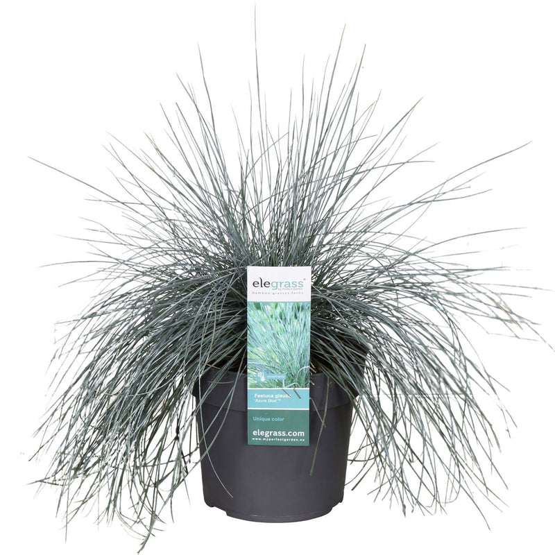 Festuca glauca Azura Blue ® _0