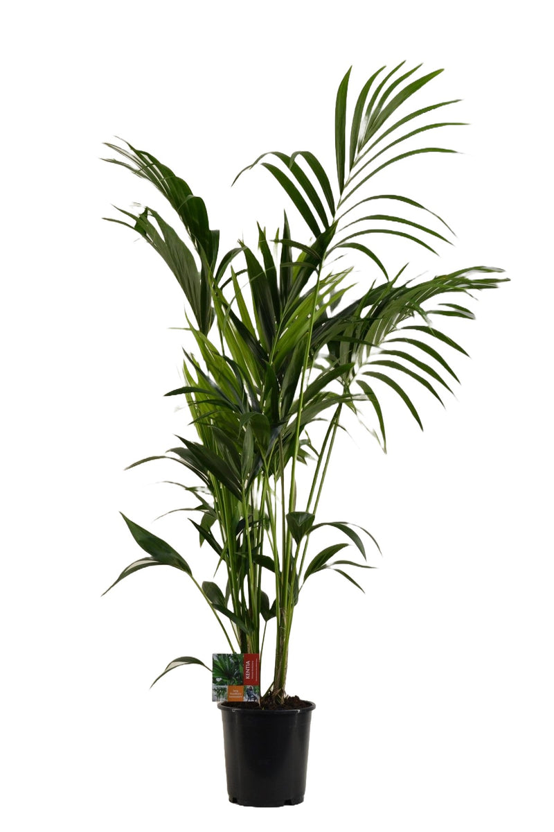 Kentia Palm _0