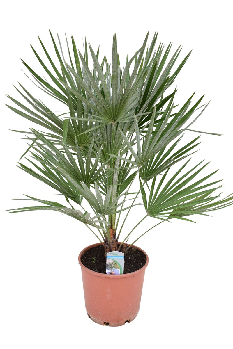 Chamaerops humilis_0