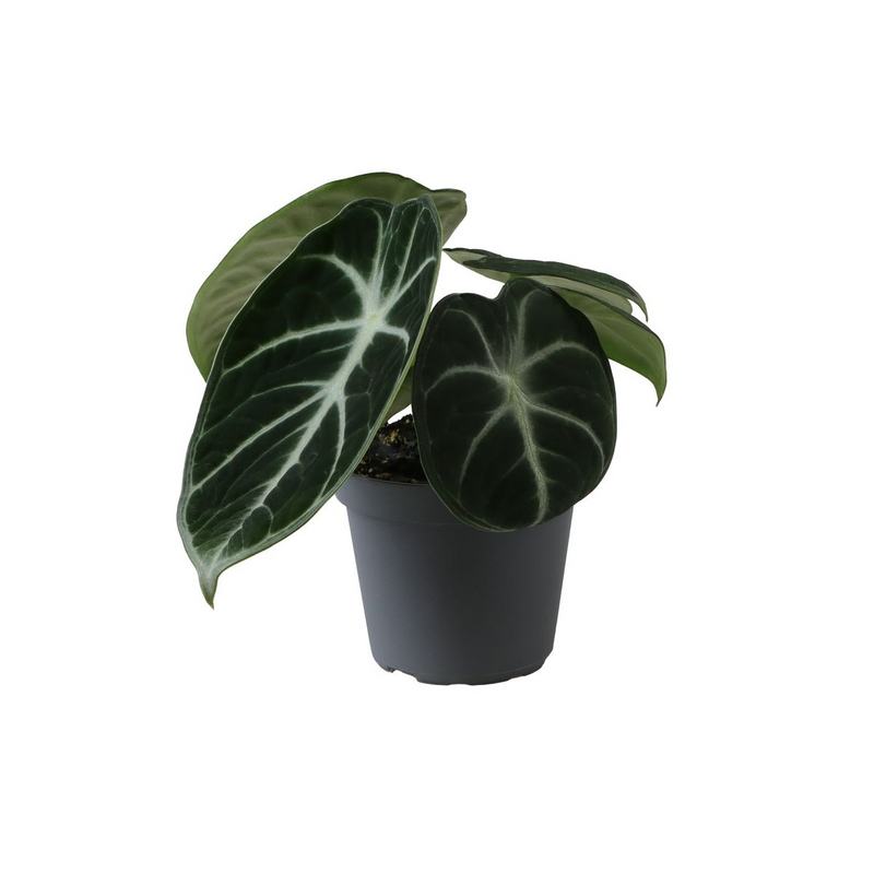 Alocasia Ninja_0