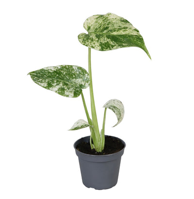 Monstera Deliciosa Mint Variegated - P6 H18_0