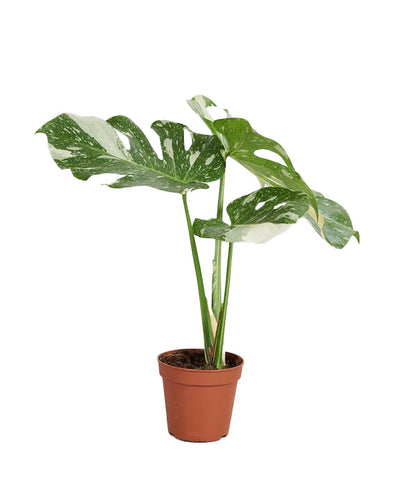 Monstera Thai Constellation - P15 H50_0