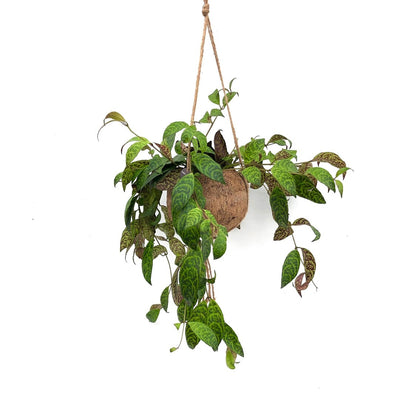 Kokodama Aeschynanthus Marmoratus P17 H20_0