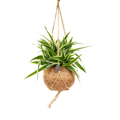 Kokodama Chlorophytum Comosum Ocean P15 H20_0