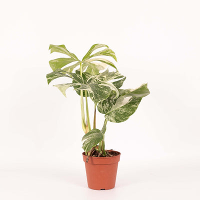 Monstera Deliciosa Variegata – bonte gatenplant – h45 zonder sierpot, tropische kamerplant met bont blad

