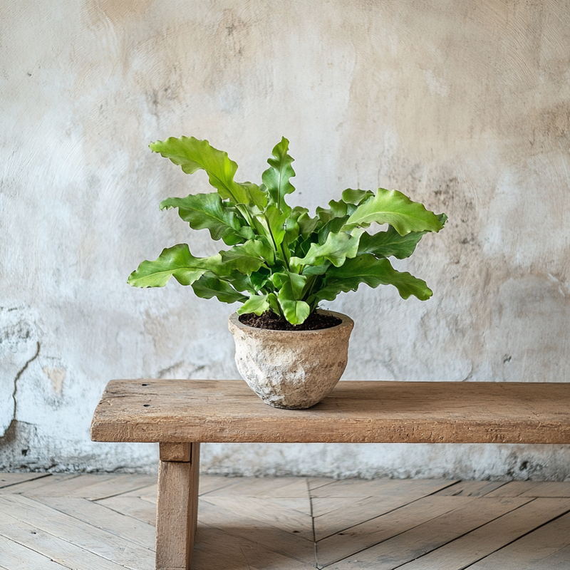 Asplenium Crispy Wave