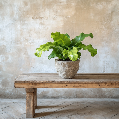 Asplenium Crispy Wave