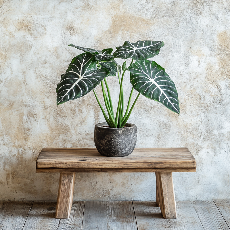 Alocasia Frydek