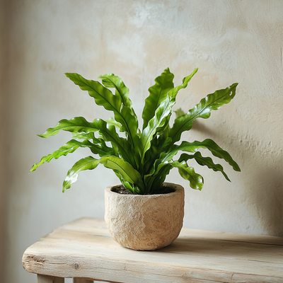 Ancient Asplenium