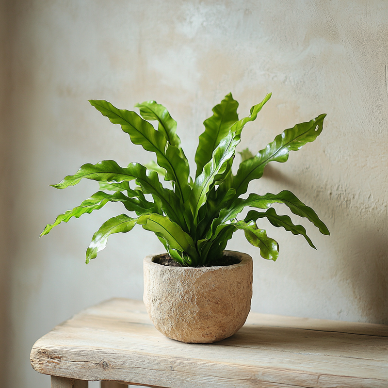 Ancient Asplenium