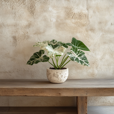 Alocasia Frydek