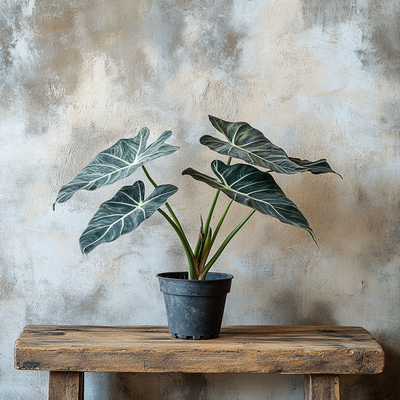 Alocasia Heterophilla