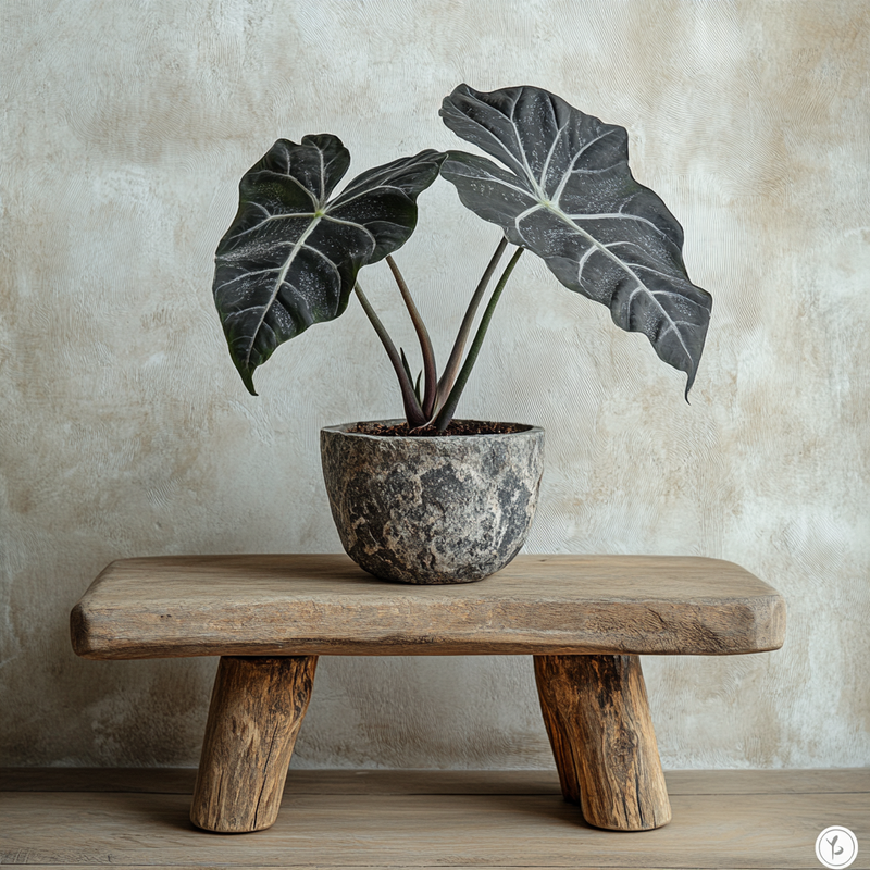 Alocasia Chantrieri