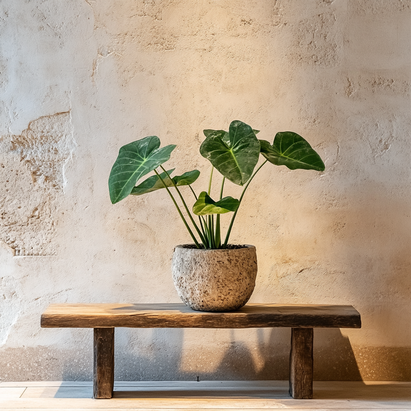 Alocasia Cucullata