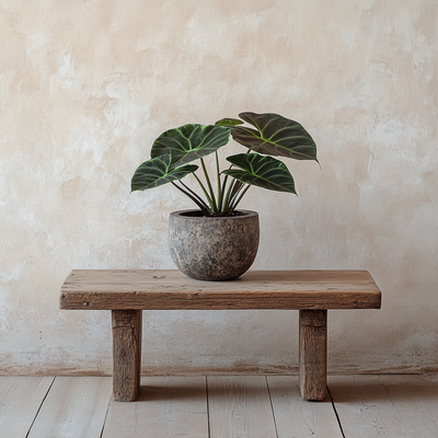 Alocasia Ninja