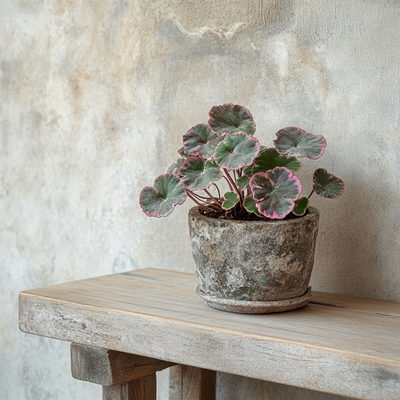 Saxifraga Variegata